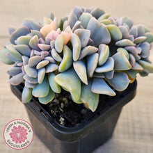 Load image into Gallery viewer, Echeveria 'Cubic Frost' Crest Variegata