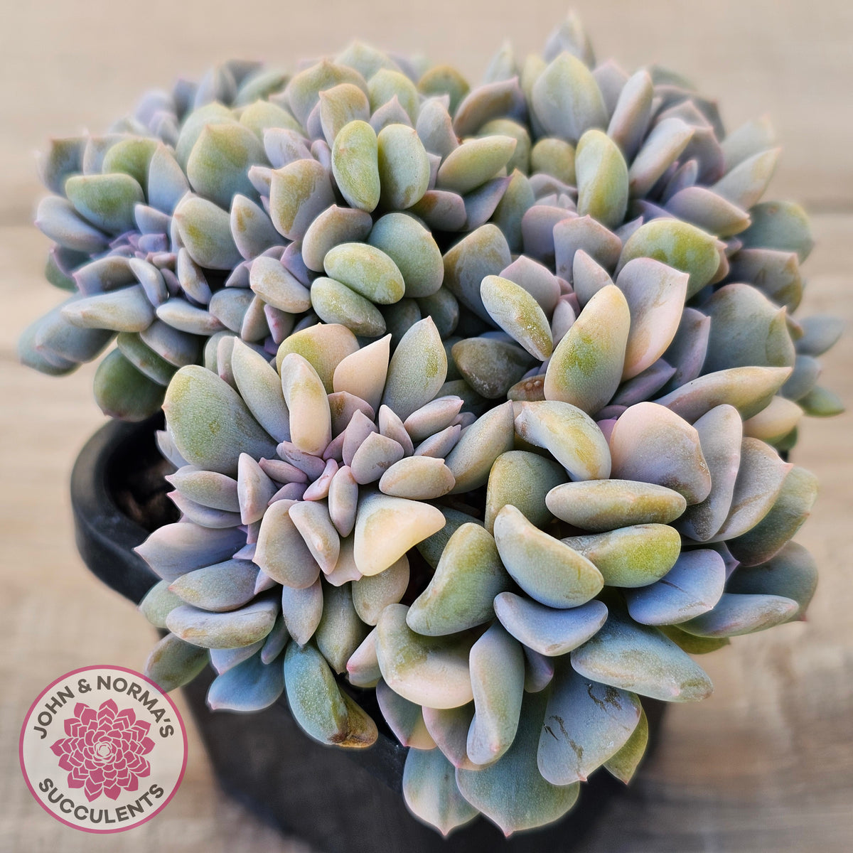 Echeveria 'Cubic Frost' Crest Variegata