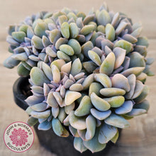 Load image into Gallery viewer, Echeveria 'Cubic Frost' Crest Variegata