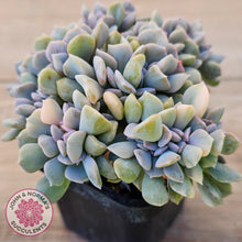 Load image into Gallery viewer, Echeveria 'Cubic Frost' Crest Variegata