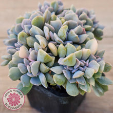Load image into Gallery viewer, Echeveria 'Cubic Frost' Crest Variegata