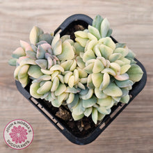 Load image into Gallery viewer, Echeveria 'Cubic Frost' Crest Variegata