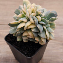 Load image into Gallery viewer, Echeveria 'Cubic Frost' Crest Variegata