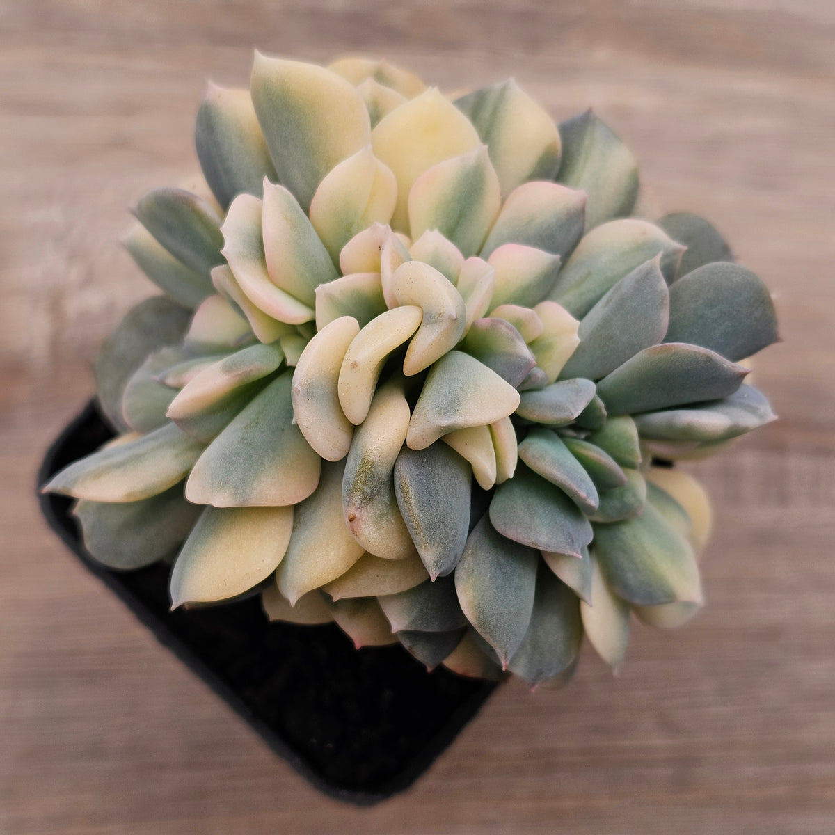 Echeveria 'Cubic Frost' Crest Variegata