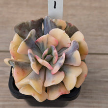 Load image into Gallery viewer, Echeveria 'Cubic Frost' Variegated (Same Plants)