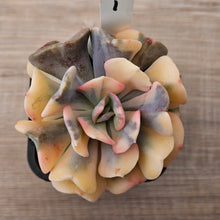 Load image into Gallery viewer, Echeveria 'Cubic Frost' Variegated (Same Plants)