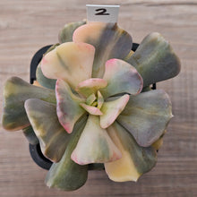 Load image into Gallery viewer, Echeveria 'Cubic Frost' Variegated (Same Plants)