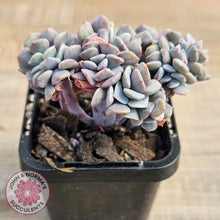 Load image into Gallery viewer, Echeveria 'Cubic Frost' Crest