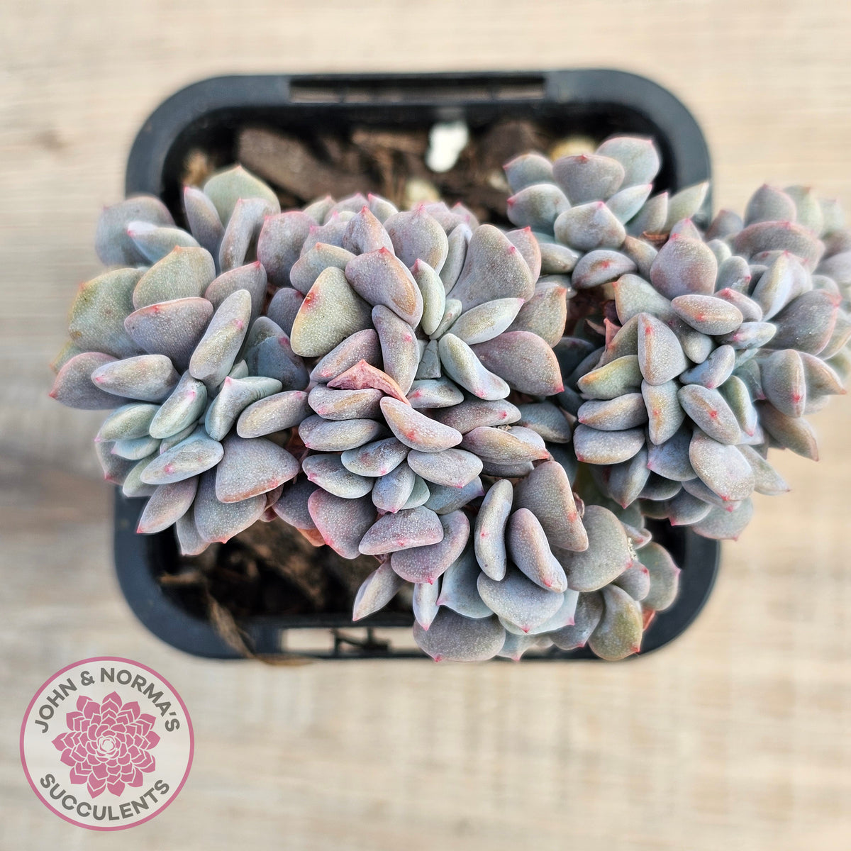 Echeveria 'Cubic Frost' Crest