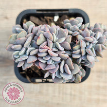 Load image into Gallery viewer, Echeveria 'Cubic Frost' Crest