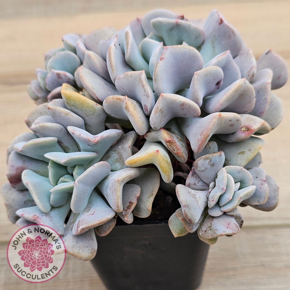 Echeveria Cubic Frost - Multi