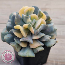 Load image into Gallery viewer, Echeveria 'Cubic Frost' Variegated