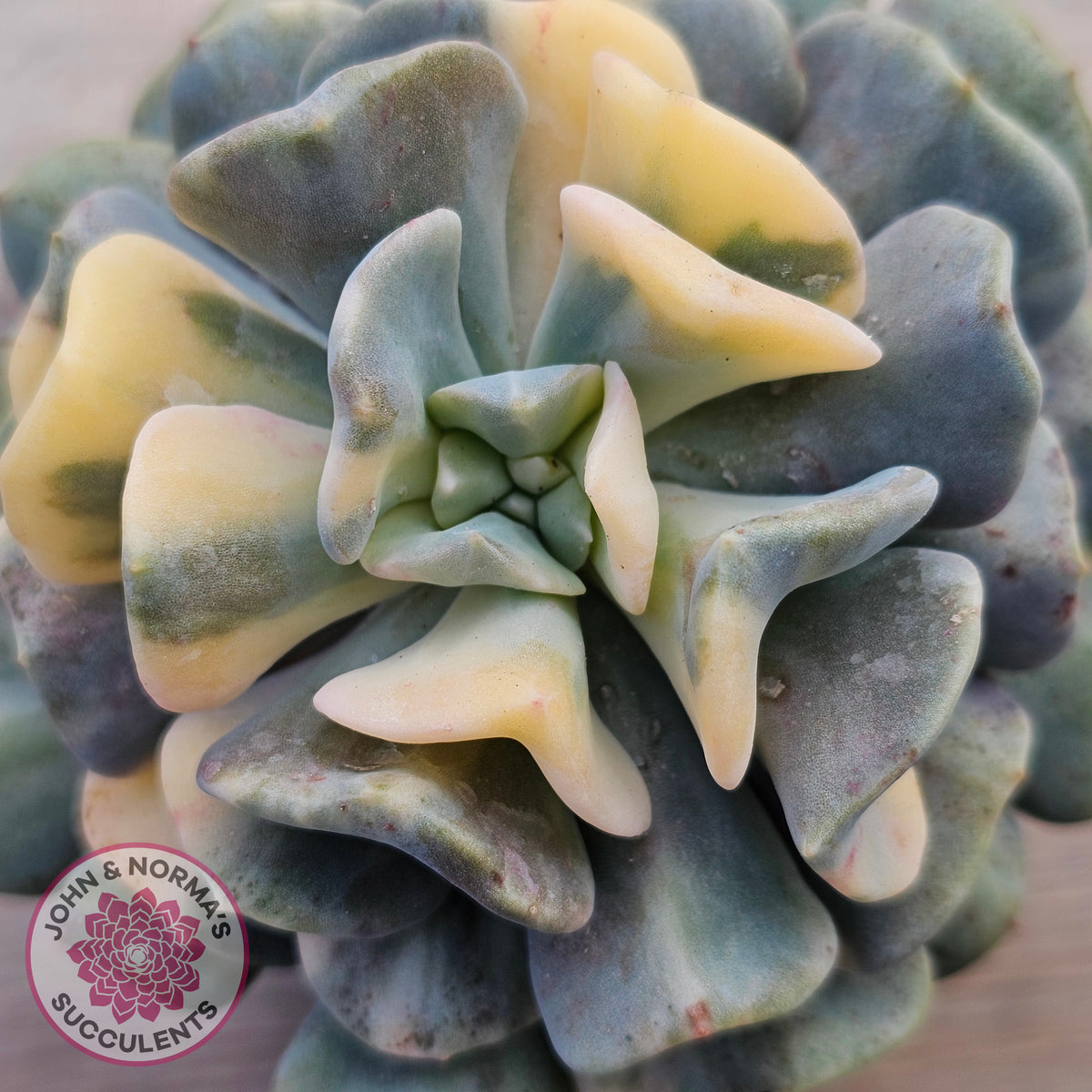 Echeveria 'Cubic Frost' Variegated
