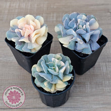 Load image into Gallery viewer, Echeveria 'Cubic Frost' Variegated (Same Plants)