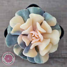 Load image into Gallery viewer, Echeveria 'Cubic Frost' Variegated (Same Plants)