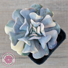 Load image into Gallery viewer, Echeveria 'Cubic Frost' Variegated (Same Plants)