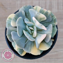 Load image into Gallery viewer, Echeveria 'Cubic Frost' Variegated