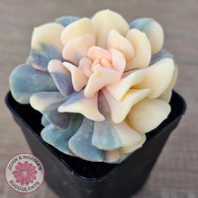 Load image into Gallery viewer, Echeveria 'Cubic Frost' Variegated (Same Plants)