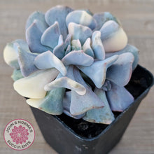 Load image into Gallery viewer, Echeveria 'Cubic Frost' Variegated