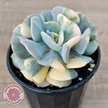 Load image into Gallery viewer, Echeveria 'Cubic Frost' Variegated (Same Plants)