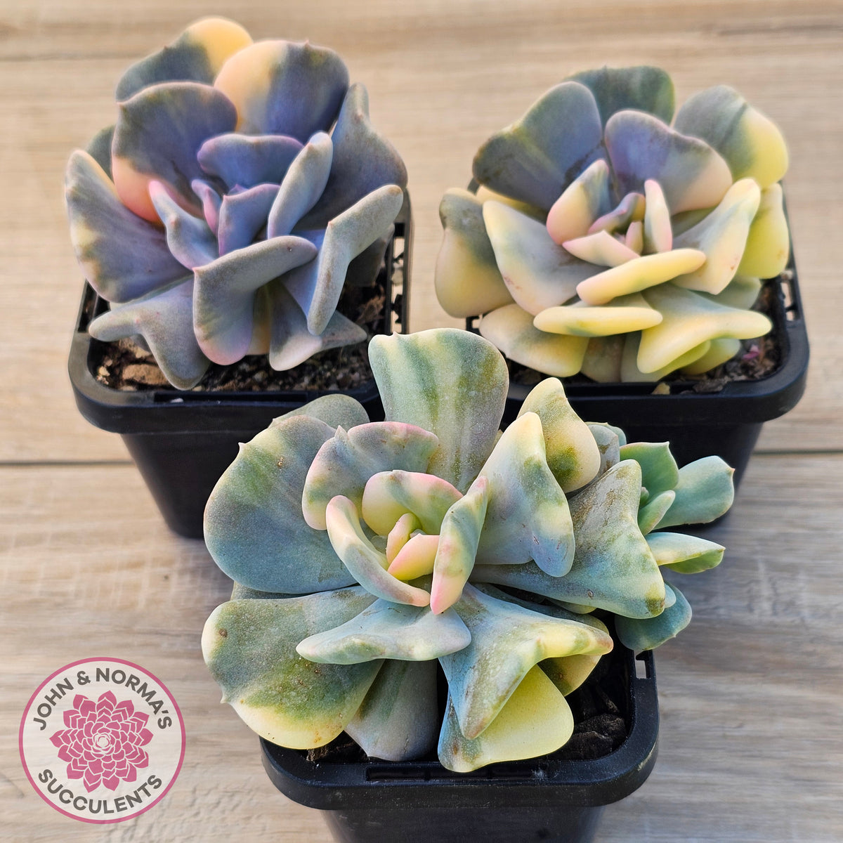 Echeveria 'Cubic Frost' Variegated