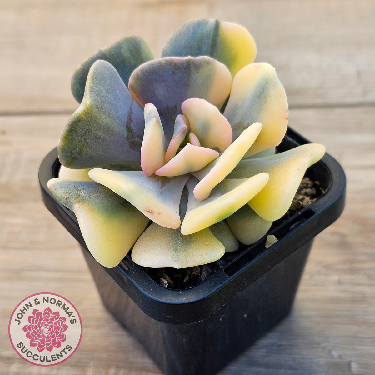 Echeveria 'Cubic Frost' Variegated