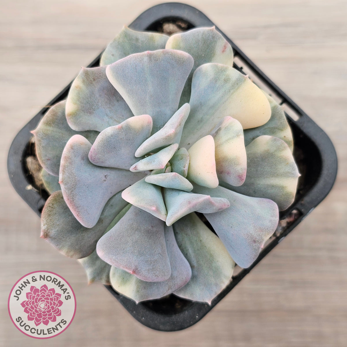 Echeveria 'Cubic Frost' Variegated