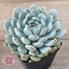 Load image into Gallery viewer, Echeveria Cuspidata var. zaragoza (lg)