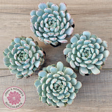 Load image into Gallery viewer, Echeveria Cuspidata var. zaragoza (lg)