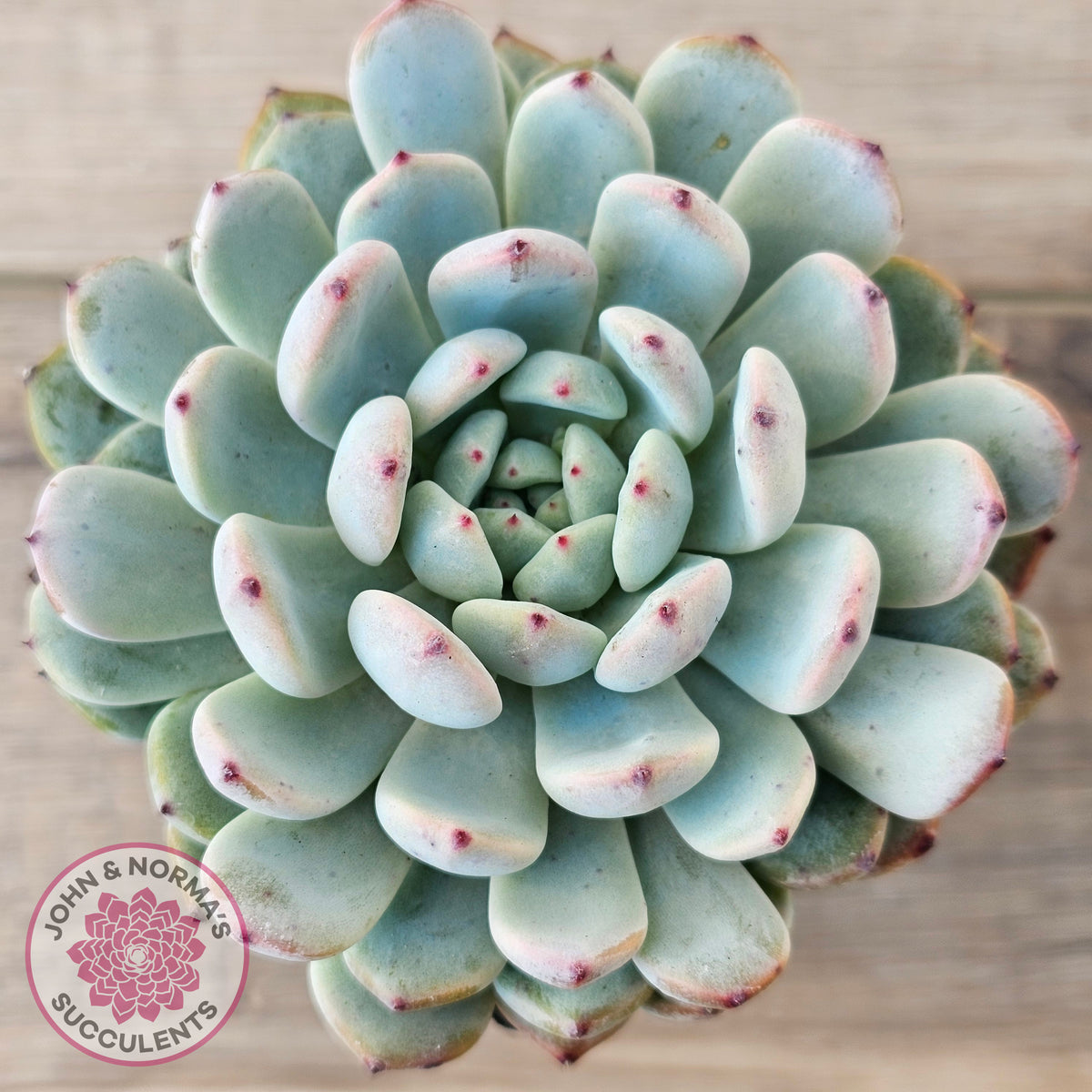 Echeveria Cuspidata var. zaragoza (lg)