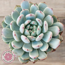 Load image into Gallery viewer, Echeveria Cuspidata var. zaragoza (lg)