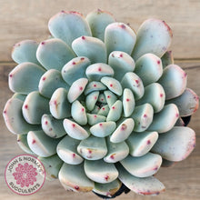 Load image into Gallery viewer, Echeveria Cuspidata var. zaragoza (lg)