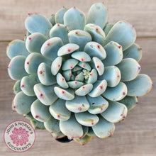 Load image into Gallery viewer, Echeveria Cuspidata var. zaragoza (lg)