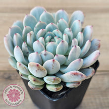 Load image into Gallery viewer, Echeveria Cuspidata var. zaragoza (lg)
