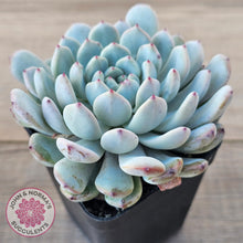 Load image into Gallery viewer, Echeveria Cuspidata var. zaragoza (lg)