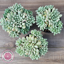 Load image into Gallery viewer, Echeveria 'Cute Bean' Variegated - Lg clumps