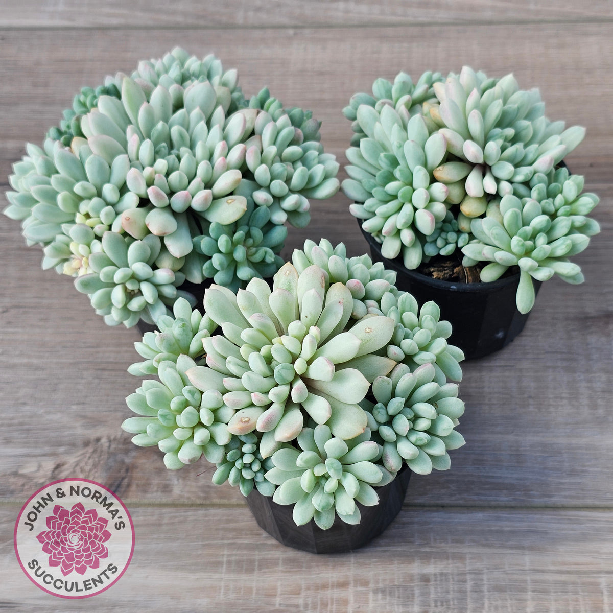 Echeveria 'Cute Bean' Variegated - Lg clumps