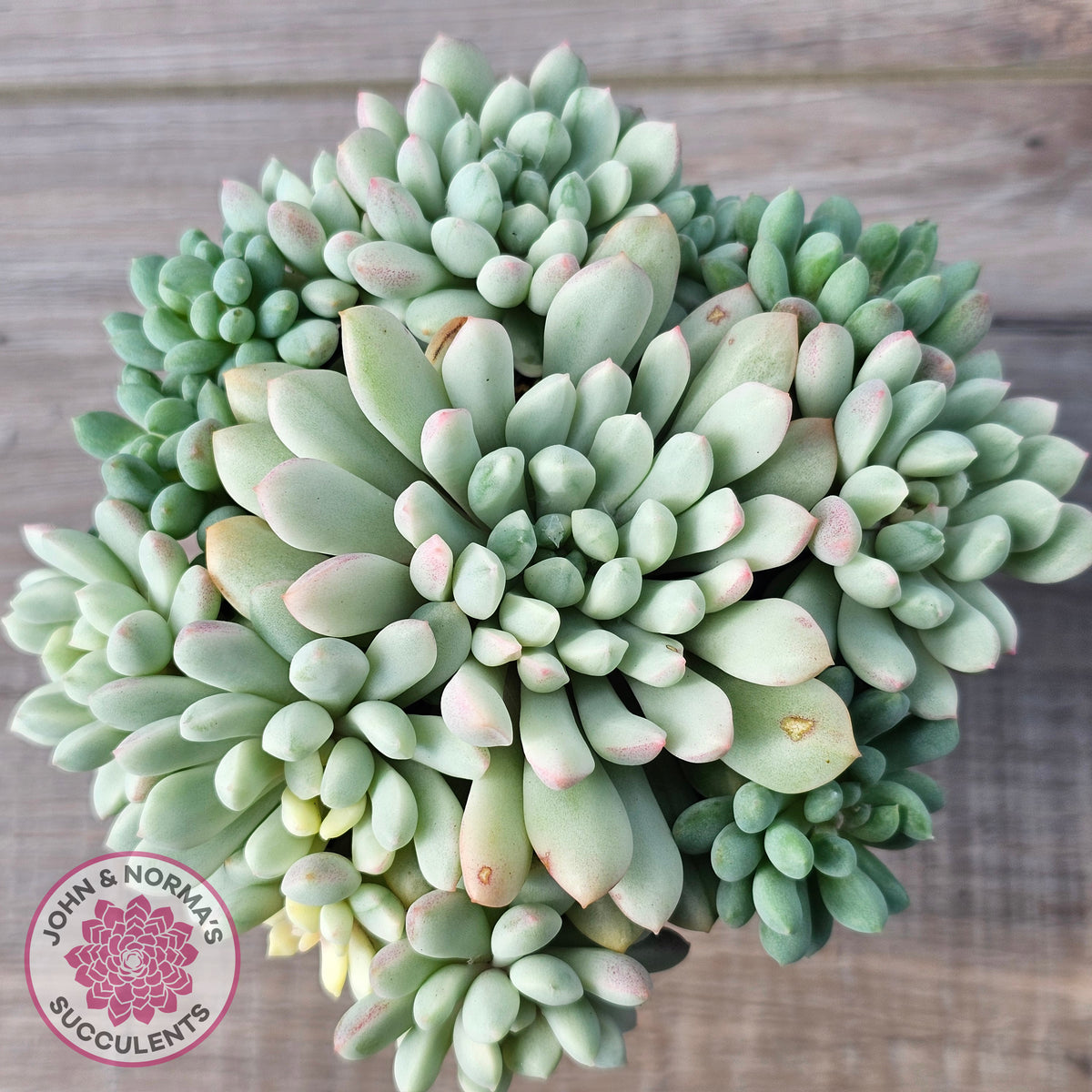 Echeveria 'Cute Bean' Variegated - Lg clumps