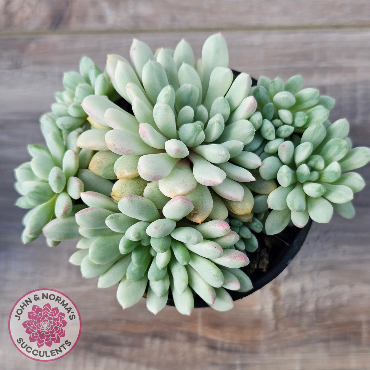 Echeveria 'Cute Bean' Variegated - Lg clumps