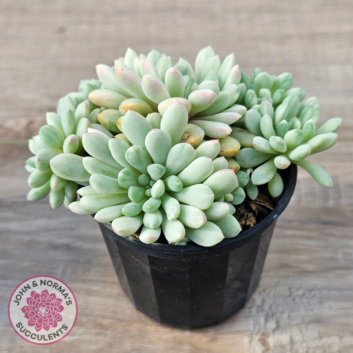 Echeveria 'Cute Bean' Variegated - Lg clumps