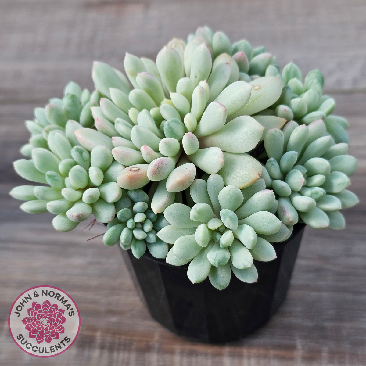 Echeveria 'Cute Bean' Variegated - Lg clumps
