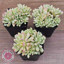 Load image into Gallery viewer, Echeveria 'Cute Bean' Variegated clumps