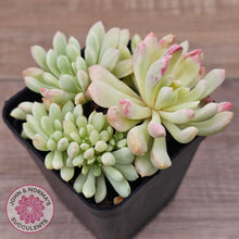 Load image into Gallery viewer, Echeveria 'Cute Bean' Variegated clumps