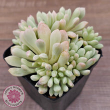 Load image into Gallery viewer, Echeveria 'Cute Bean' Variegated clumps