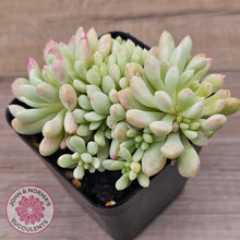 Load image into Gallery viewer, Echeveria 'Cute Bean' Variegated clumps