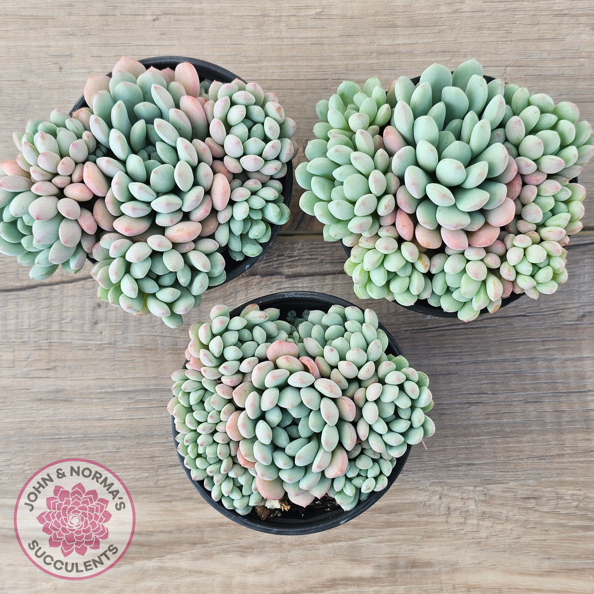 Echeveria 'Cute Bean' clumps