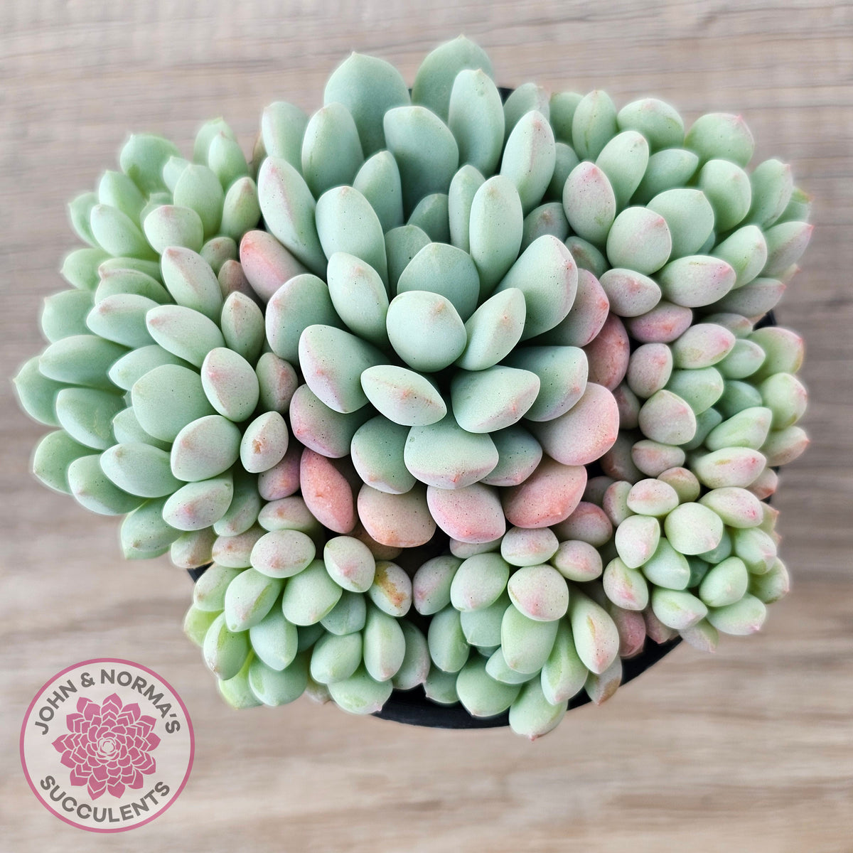 Echeveria 'Cute Bean' clumps
