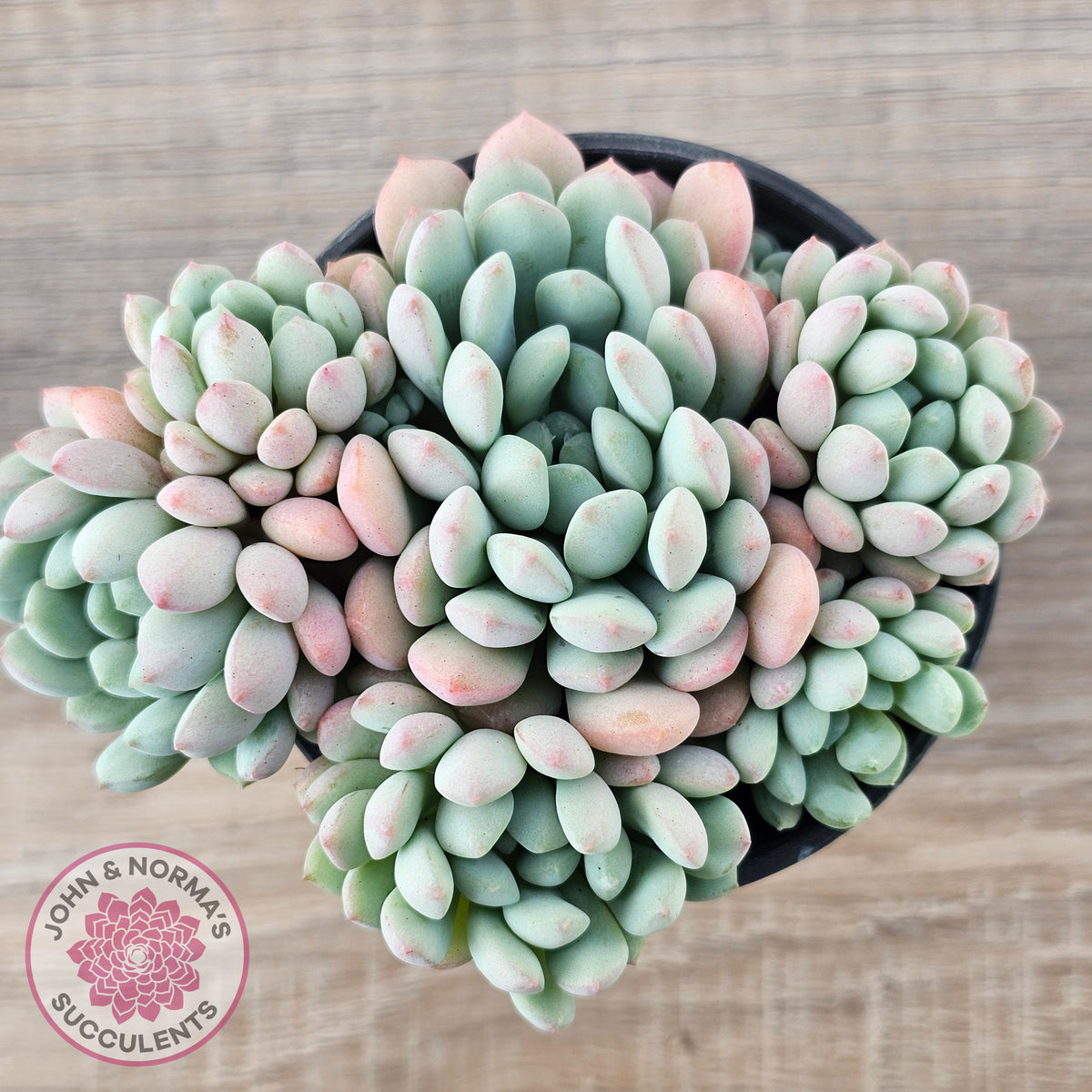 Echeveria 'Cute Bean' clumps
