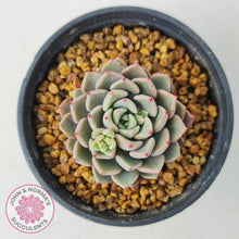 Load image into Gallery viewer, Echeveria 'Cute Bubble' - John & Norma's Succulents Australia