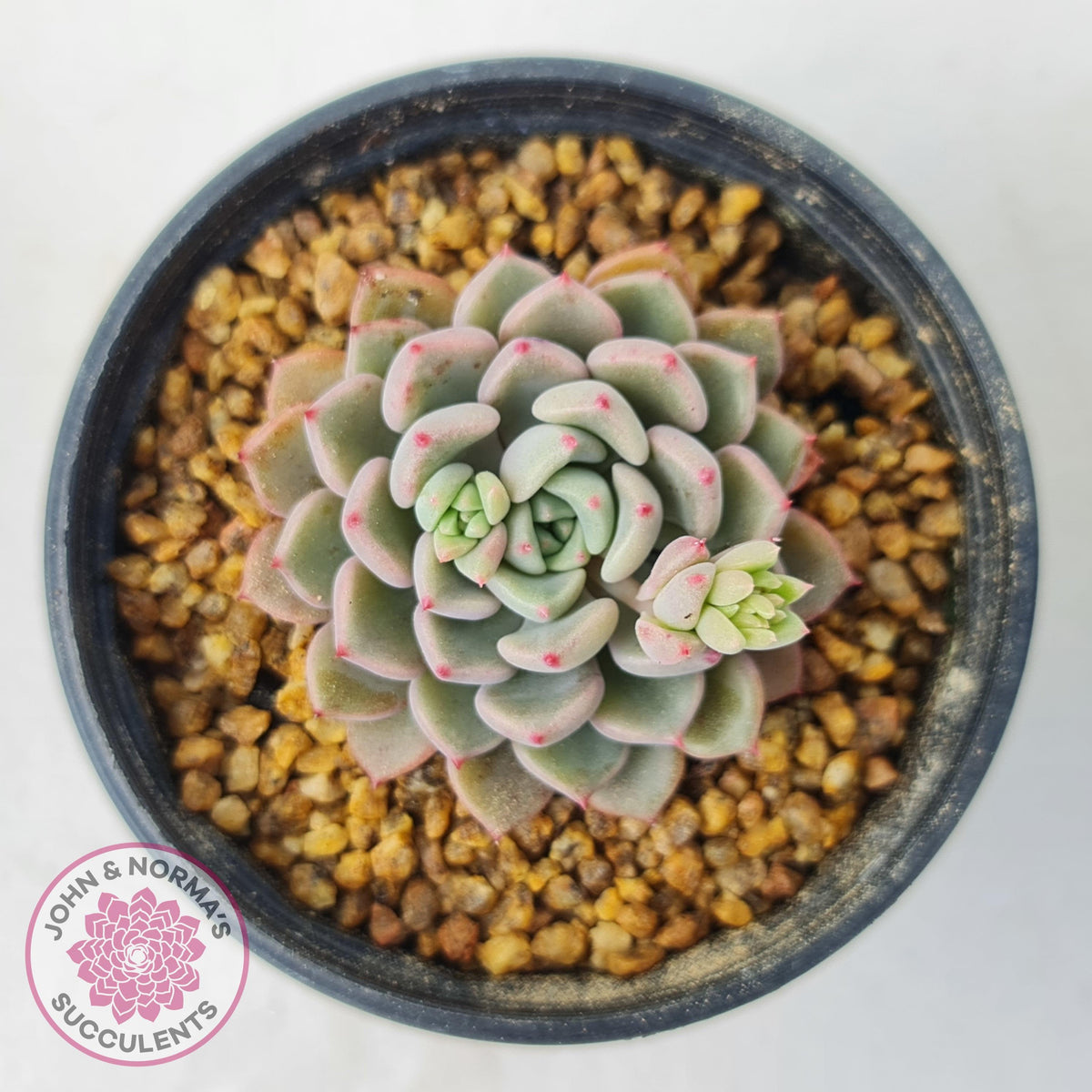 Echeveria 'Cute Bubble'
